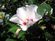 Beli-hibiskus.jpg