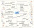 Branches of Brachial plexus.jpeg
