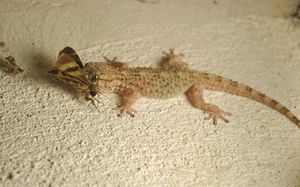 Gecko with moth.jpg