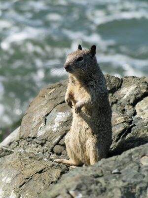 Ground squirrel berkeley marina 01.jpg