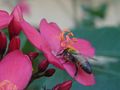 Western honey bee, Kaunakakai, HI