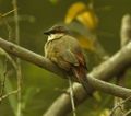 Crimson-rumped Waxbill - Kenya 0334 (22987577385).jpg