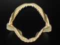 Prionace glauca jaw.jpg