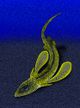 Pseudopetalichthys problematica.jpg