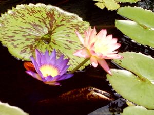 The Lilly Of Life.JPG