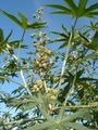 Ricinus communis, flowers and fruit