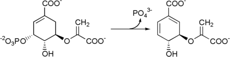 Chorismate pathway 2.png
