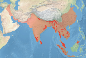 Elephas Maximus distribution evolution map.svg