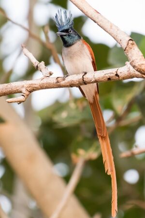 Indian paradise flycatcher (2018).jpg