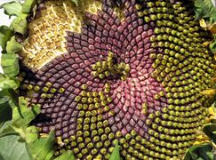 Fermat's spiral: seed head of sunflower, Helianthus annuus