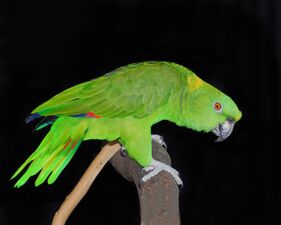 A yellow-naped Amazon parrot, colored green for camouflage in the jungle